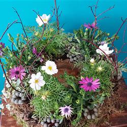 Eco Planted Wreath 