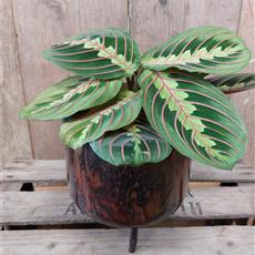 Maranta