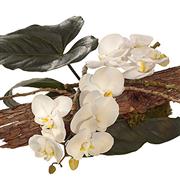 White Orchid Arrangement
